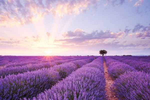 Field of lavender that will be combined with CBD for healthier skin