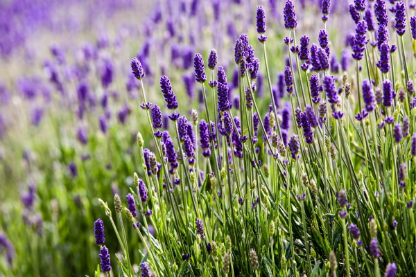 Field of timeless lavender